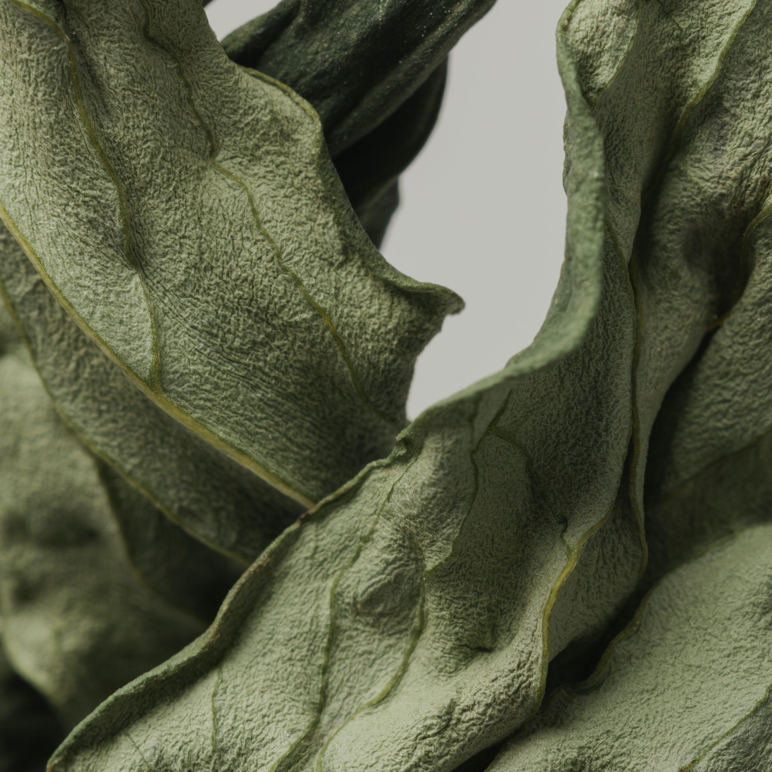 Dried peony leaf on a gray background