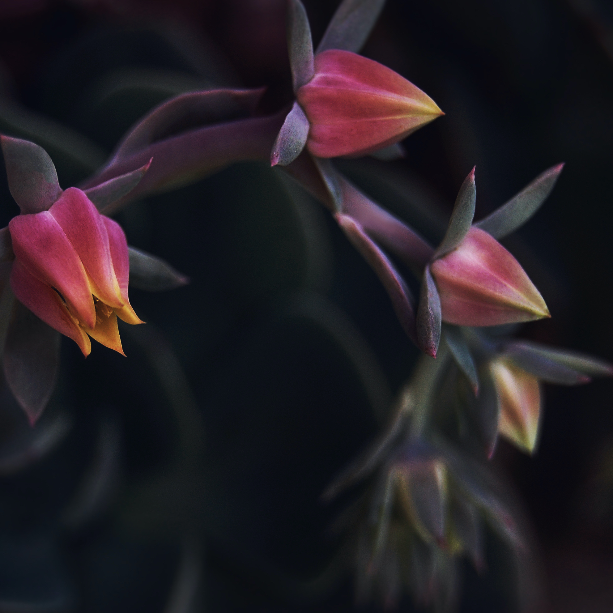 Close-up of small red and yellow flower buds slowly opening up. Original public domain image from Wikimedia Commons