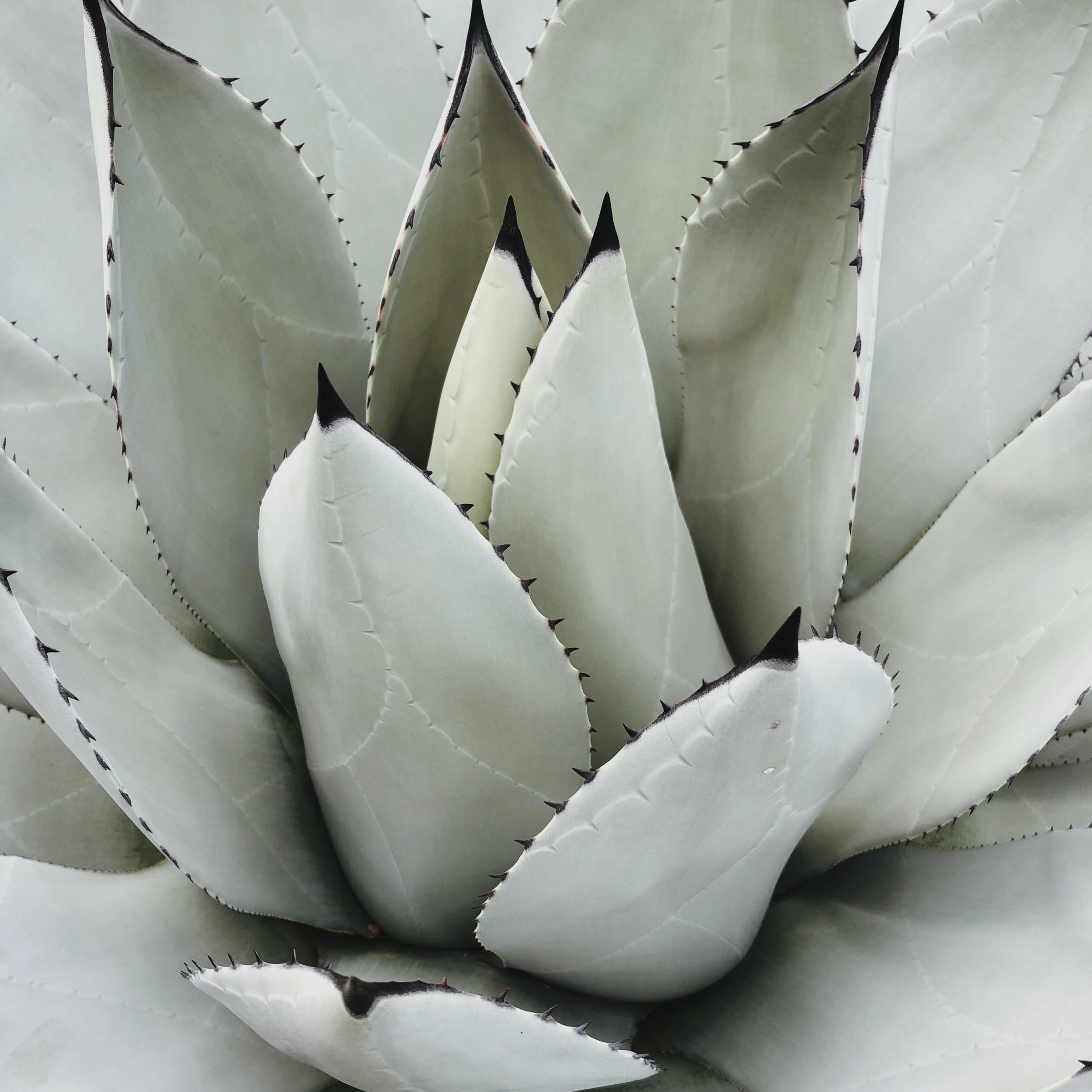 Close up of a succulent