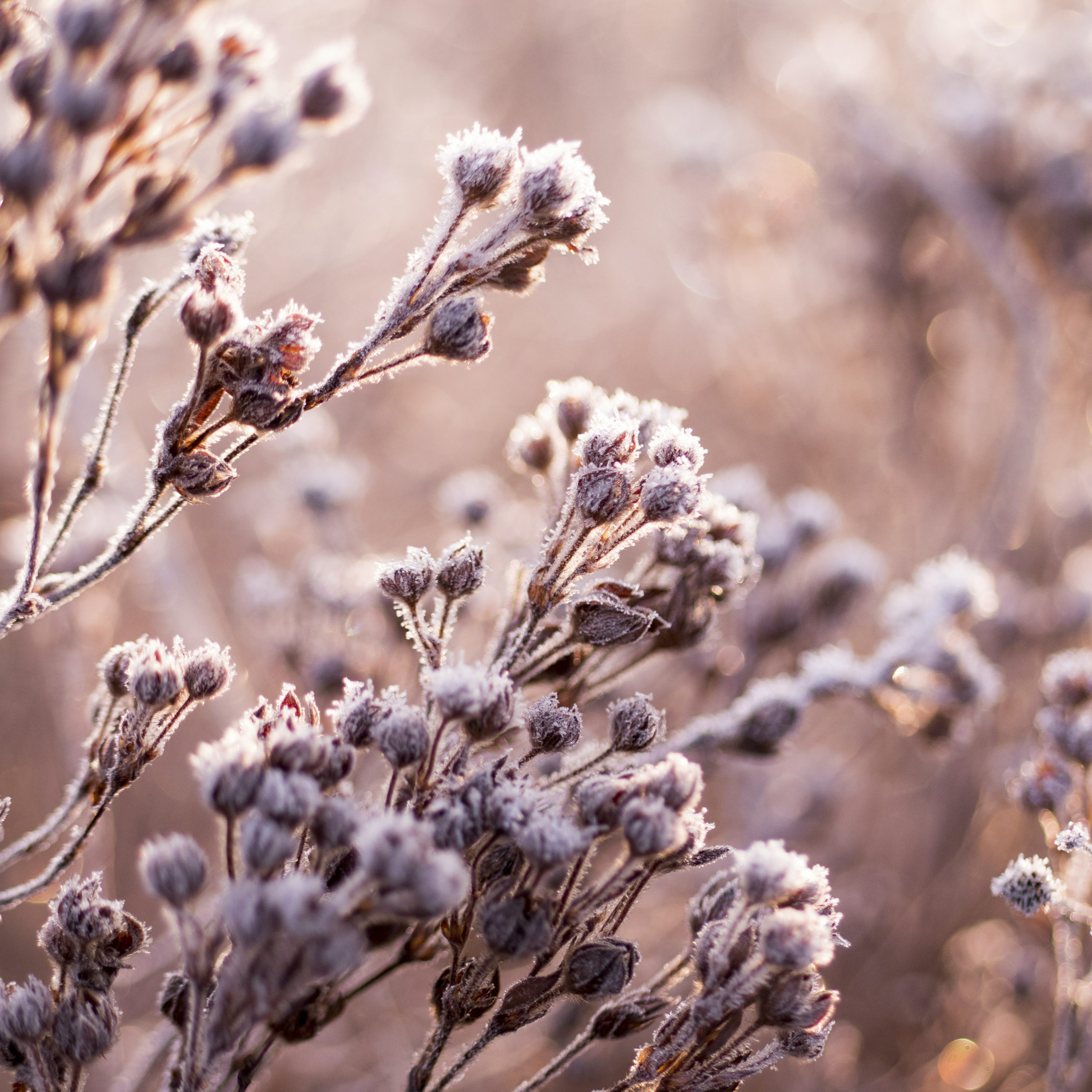 Dead flowers in a frozen field