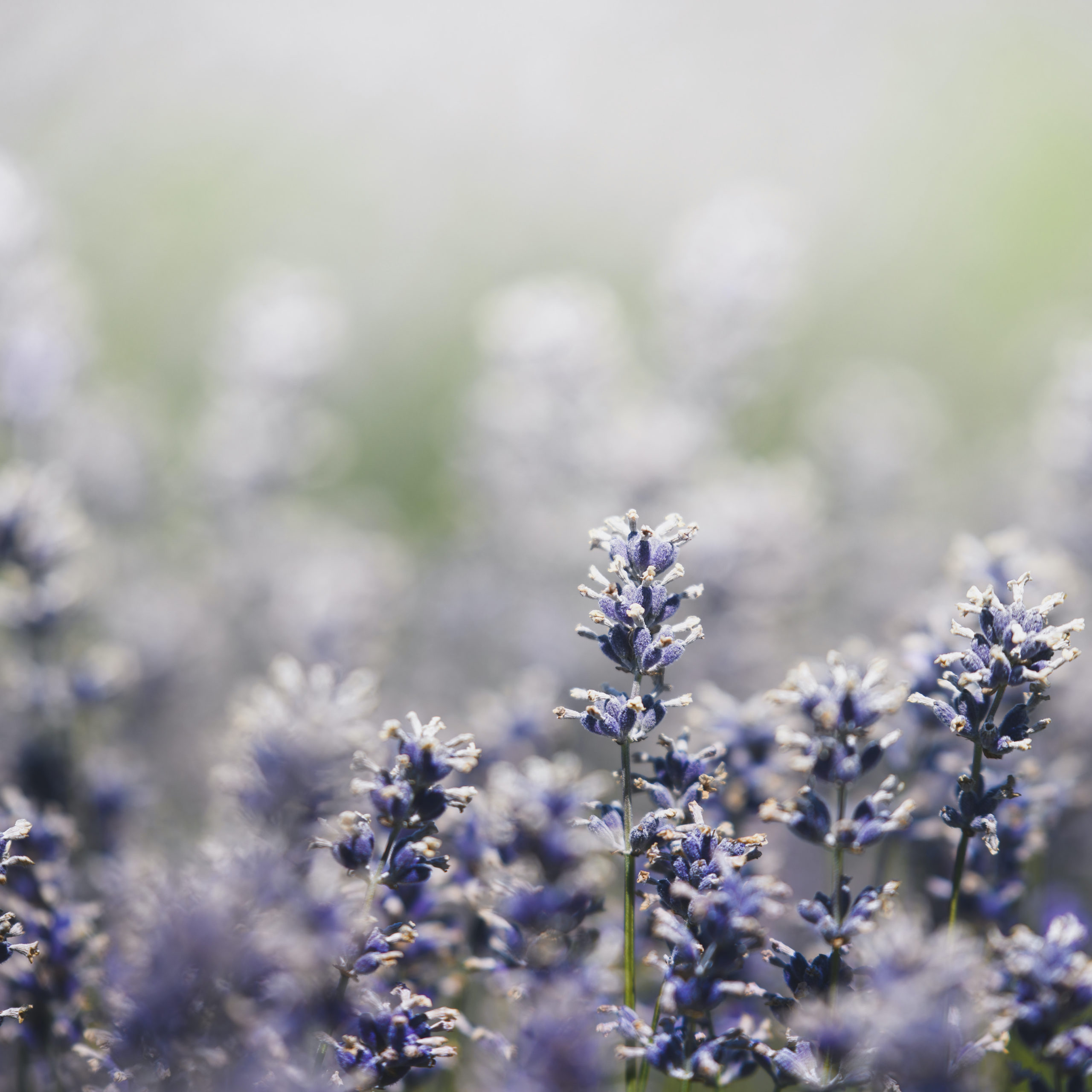 Spring background beautiful purple wildflower